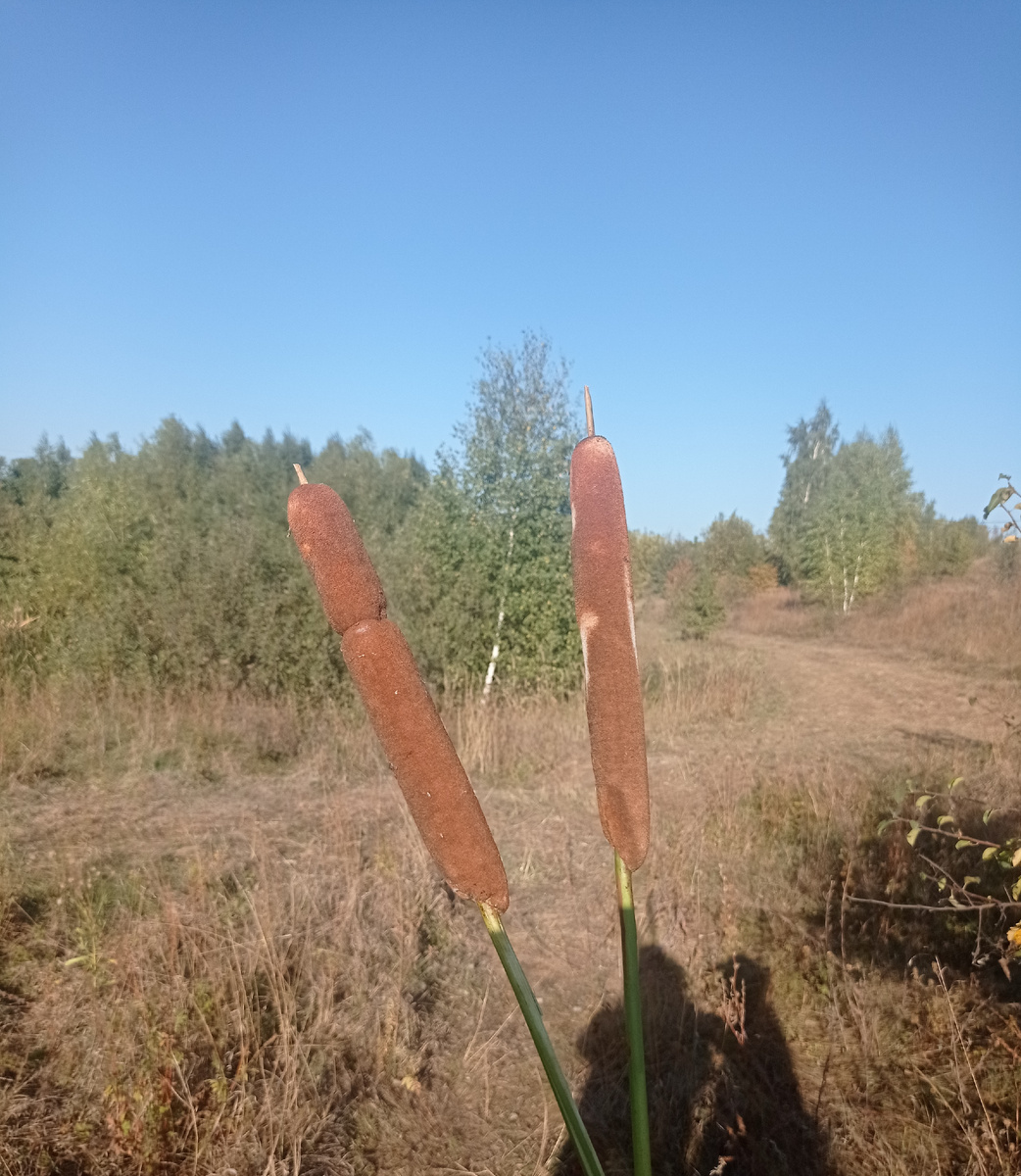 Такие камыши растут сейчас у пруда. Фотография автора 