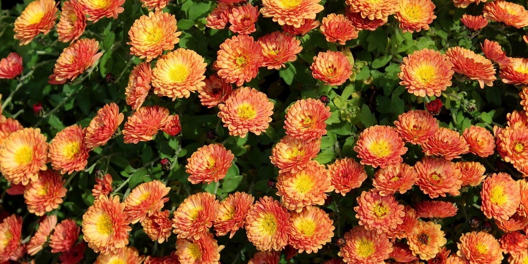 Как сохранить хризантемы зимой: 6 работающих способов