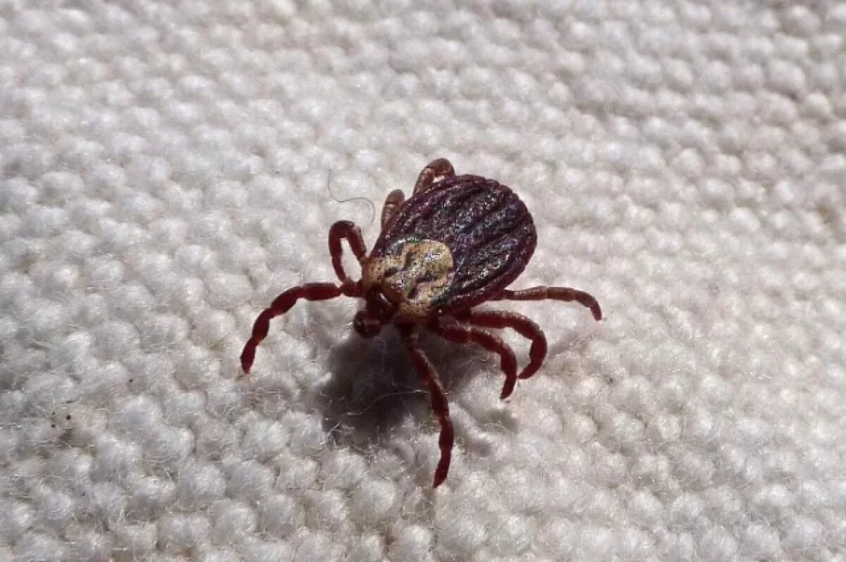    Клещи продолжают атаковать жителей Калужской области