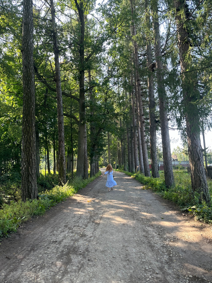 Красивая старинная аллея в Дружноселье