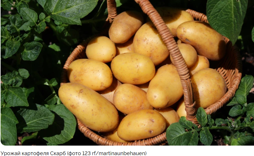 Сорт картофеля Скарб: описание и агротехника