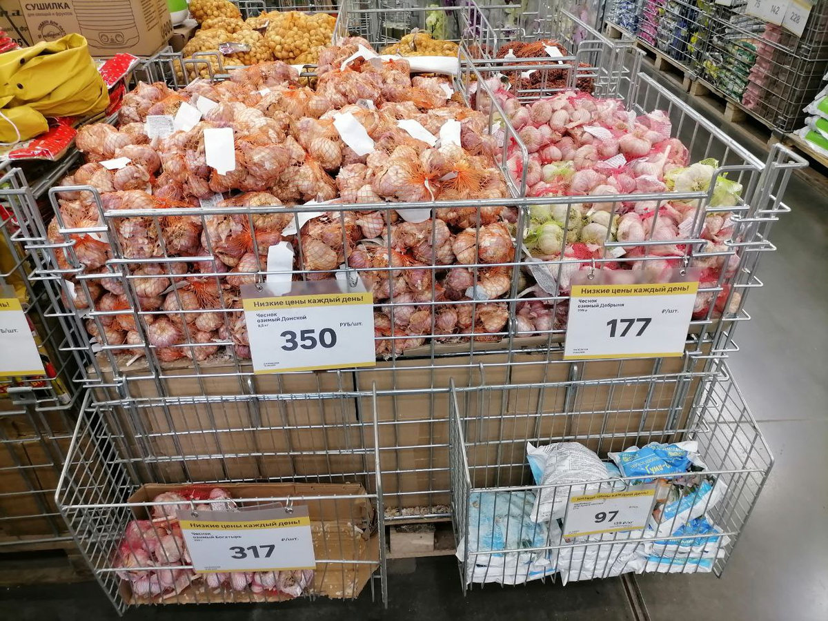 Цены на озимый чеснок, фото атвора