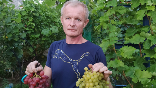 Созрели Аркадия и Лора.Замеряю сахар у ягод.