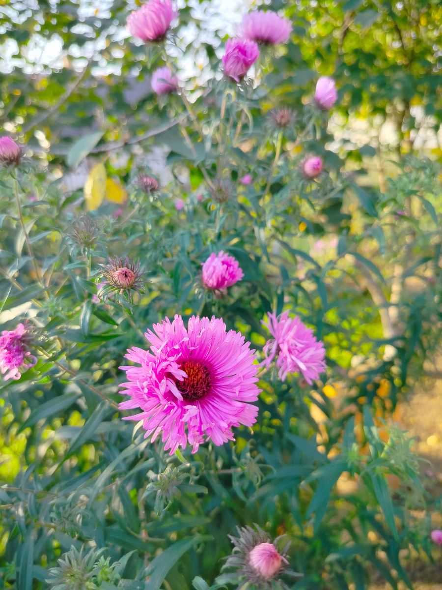 Октябринки распускаются