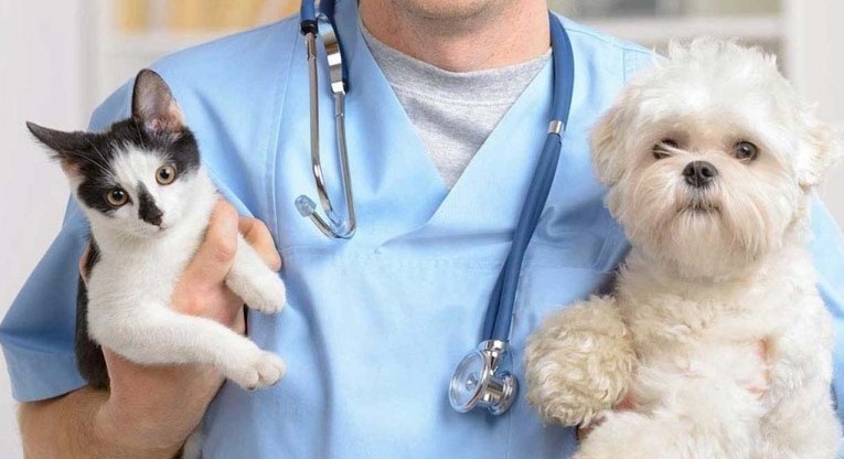 Анимаолтерапия