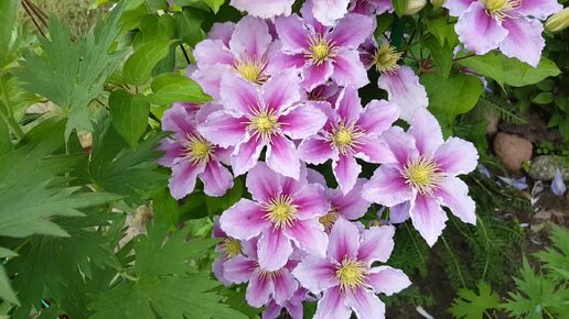 Клематис Пиилу, Clematis Piilu. Эстонские сорта клематисов, группа Патенс (Patens)🌸