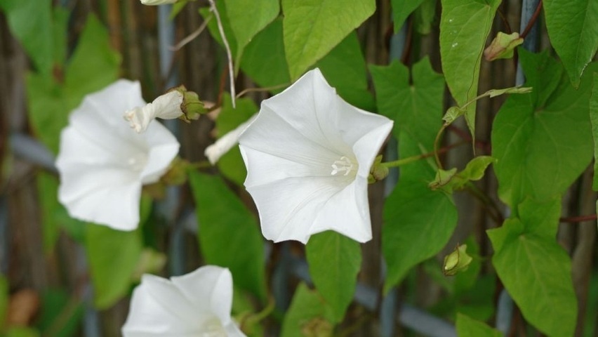 Калистегия заборная.