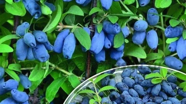 После зимы жимолость становится активной намного раньше других ягодных кустов и деревьев.