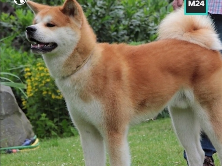     Фото: скрин видео