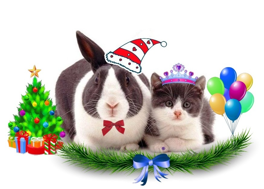 Кролик и кошка