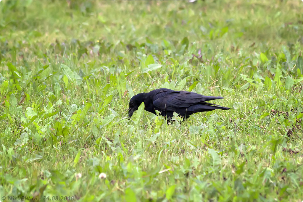 2. Молодой грач © NickFW.ru - 24.08.2018г.