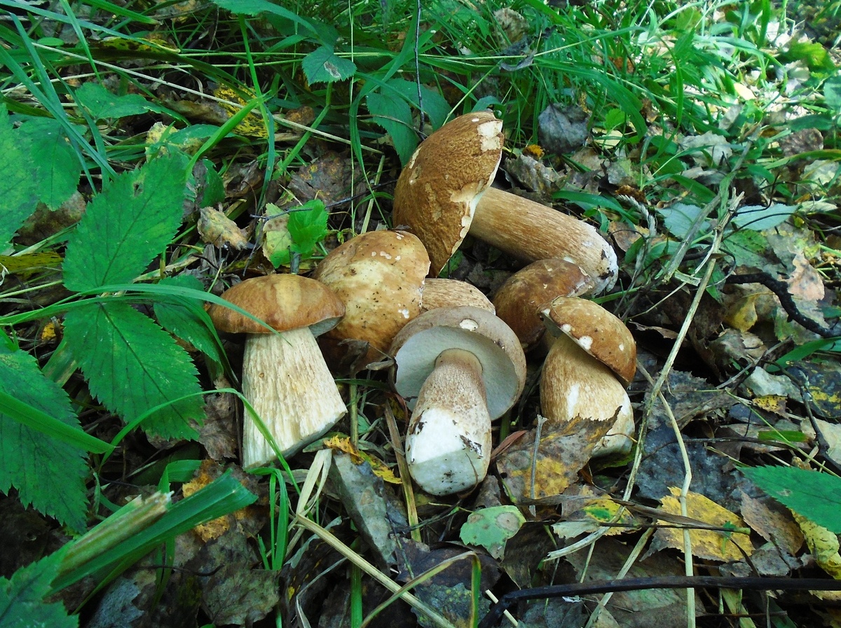 Это все собрано в радиусе 1-5 метров. Кругом трава вытоптана грибниками (буквально!). До забора садового общества 50 метров, до  дороги 15 метров.
