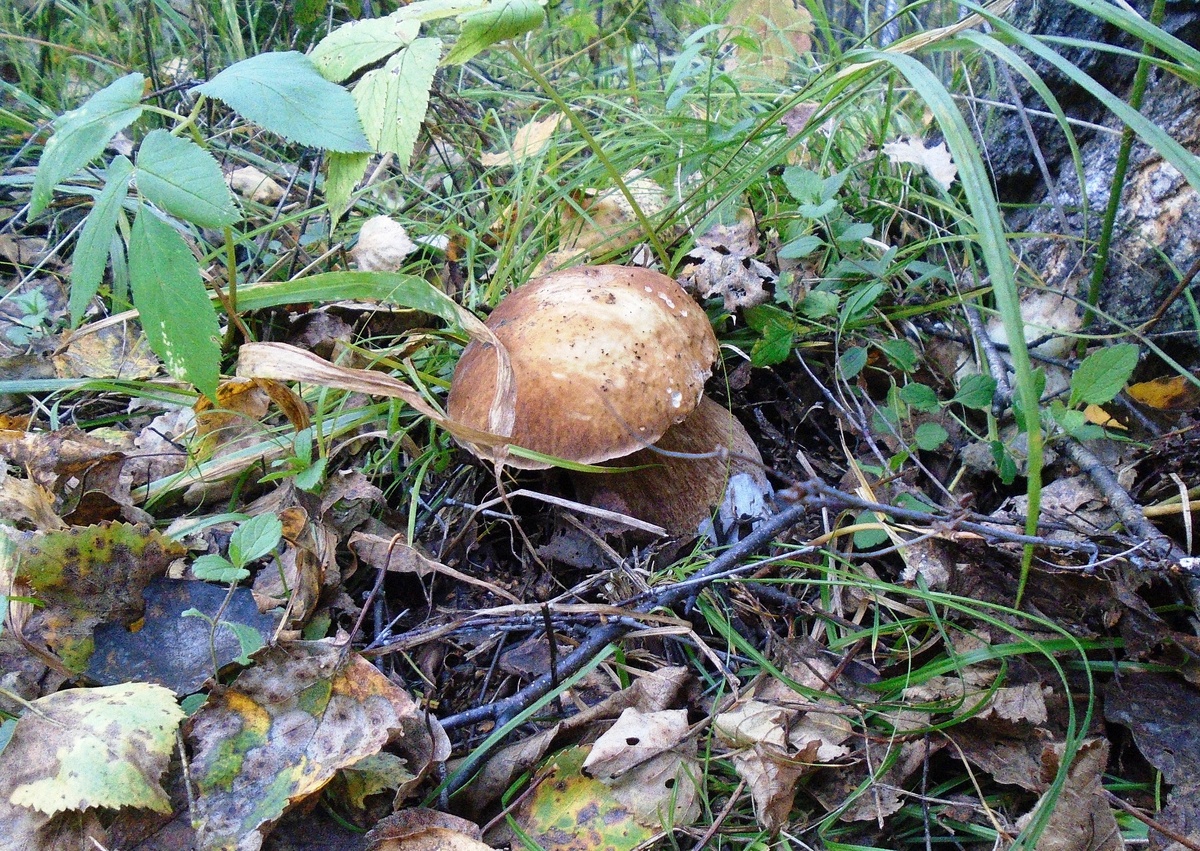 Молодой красавчик, все там же, 0.5 метра от тропы, 15 метров от дороги, 50 метров от садового общества.