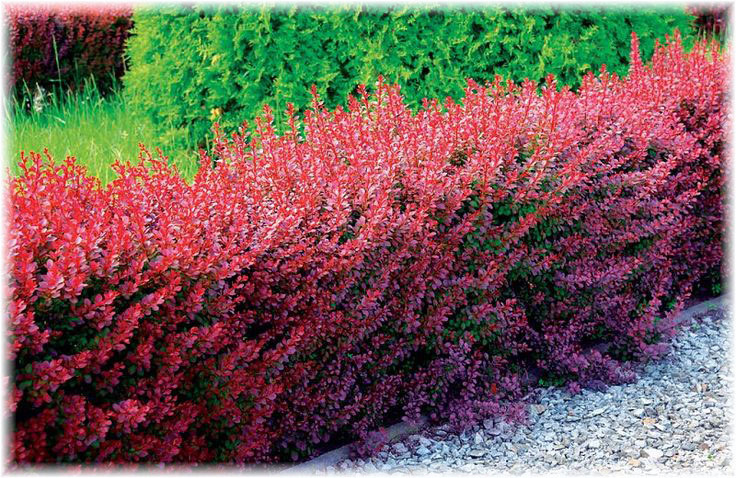 Живая изгородь из барбариса