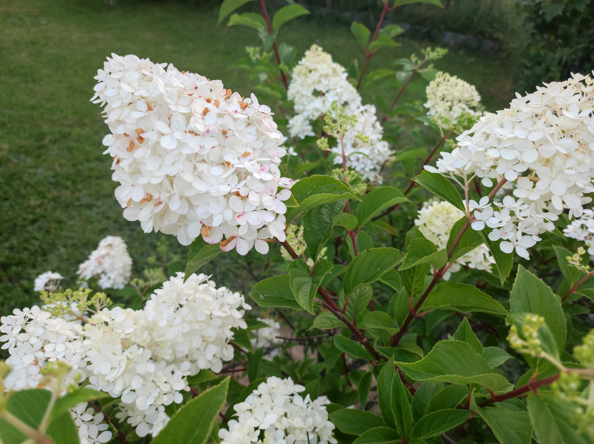 Фото автора, гортензия метельчатая, июль 2024 года
