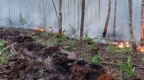    © Photo : Telegram / Минлесхоз