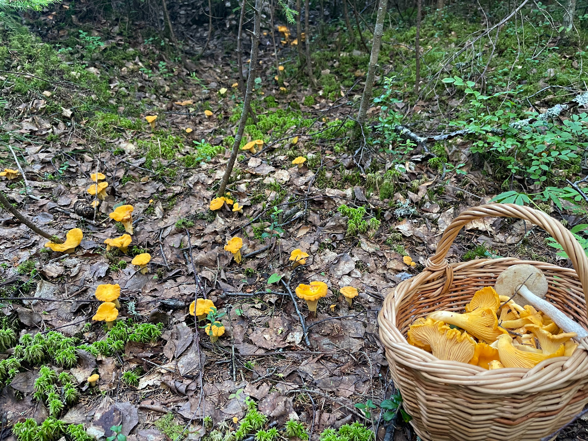 Она была повсюду, в любых количествах