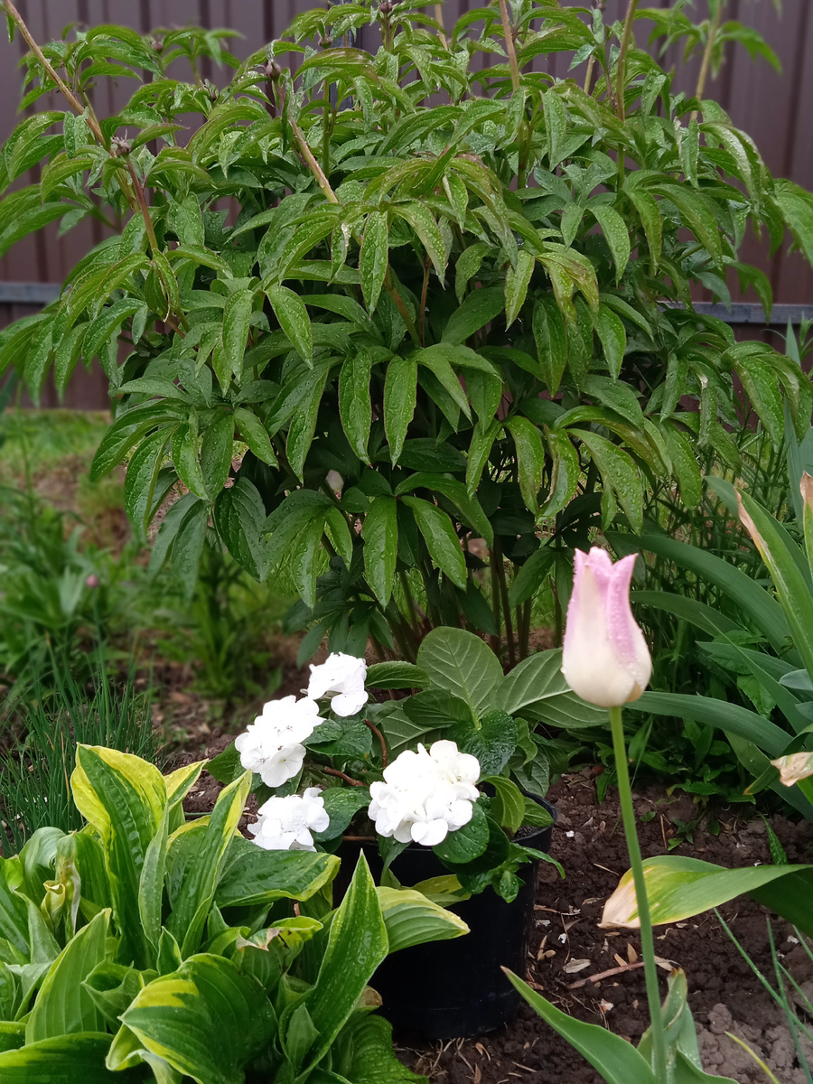 Весной вынесла её на фотосессию)))