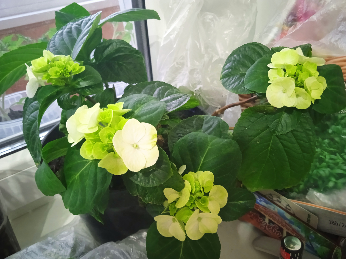 Белая крупнолистная гортензия первый год зимовала в домашних условиях (поздно приехала).