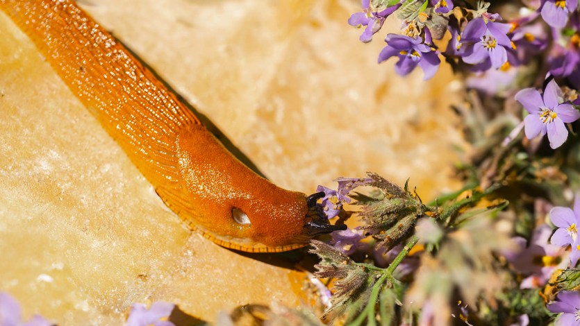 Как избавиться от слизней на участке? Не дайте перезимовать и приготовьте надежные приманки и ловушки!