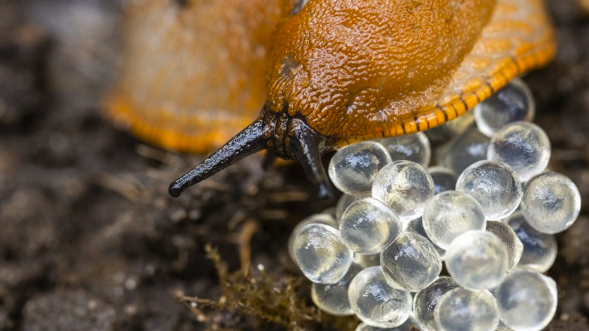 Фото: gardeningwithsharon.com