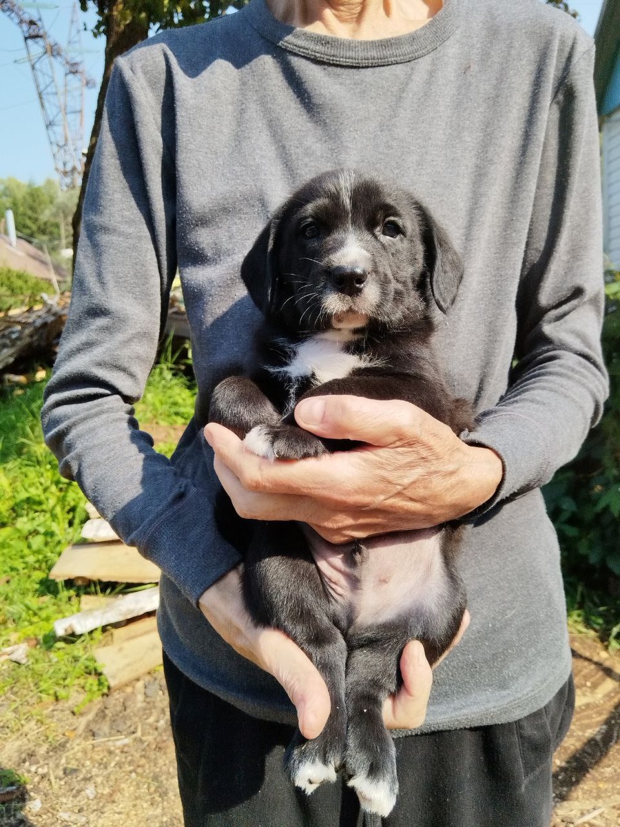 Смотрите лордик какой! 8 926 330 35 51 Наталья. Балабаново, Калужская обл. Мальчику 2,5 месяца