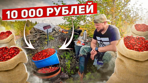 ПРИШЕЛ ЗА ЯГОДАМИ И ОБАЛДЕЛ. ЗАРАБОТАЛ 10 000 за 5 ЧАСОВ НА ЯГОДАХ. СБОР ДИКИХ ЯГОД НА ПРОДАЖУ. ТАЁЖНЫЙ ПРОМЫСЕЛ НА СЕВЕРЕ