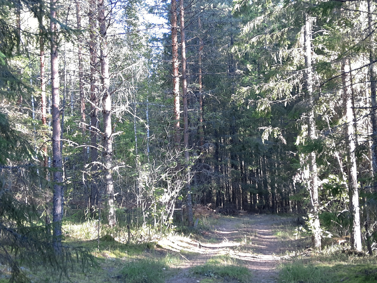 Это наш лес Варнавинский. Хоть не в тему, но уж очень  люблю.  Просто для настроения