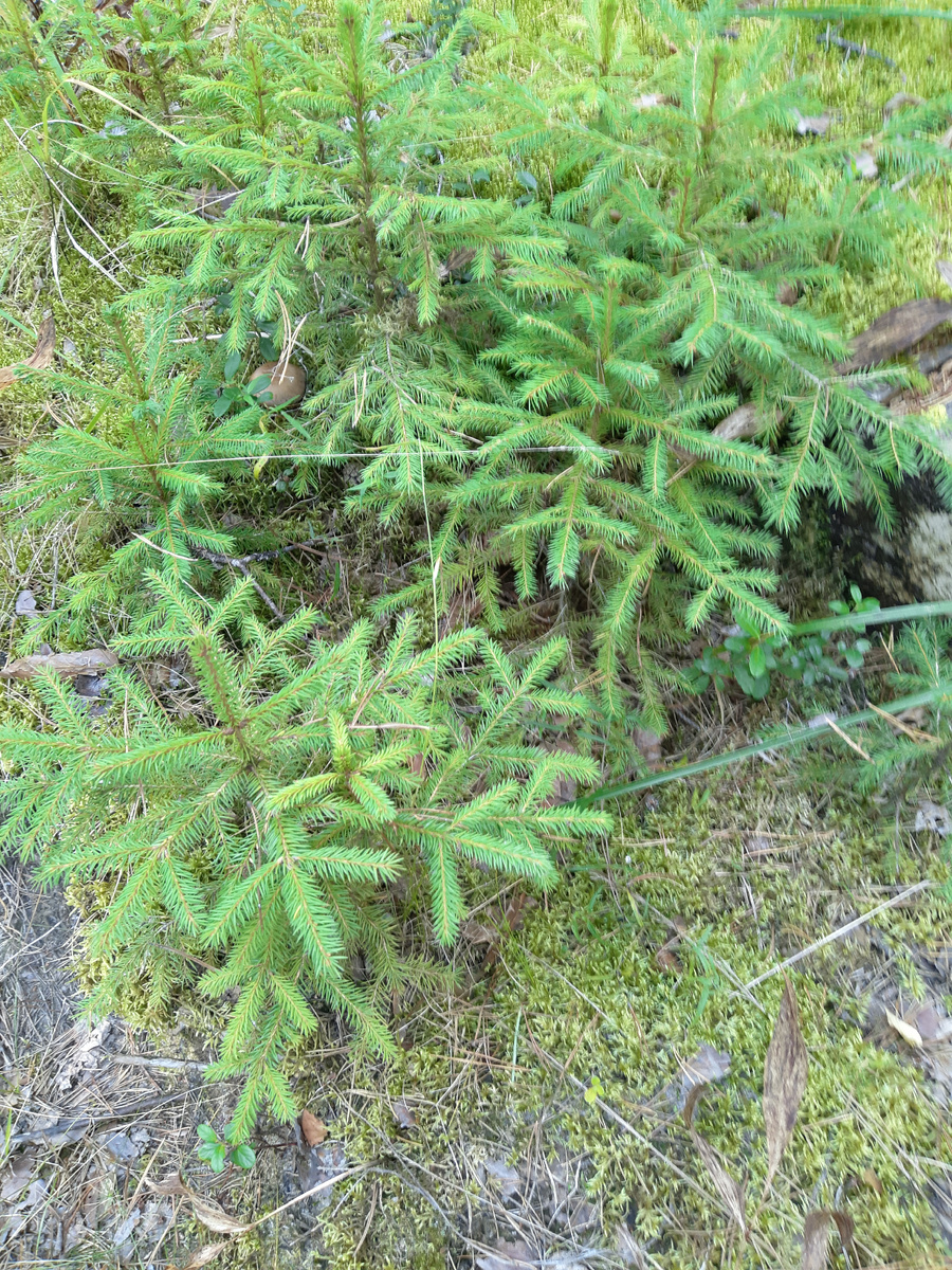 Это маленькие ёлки. Целый детский  ёлочный сад. Такая милая картина. Решила ею с вами поделиться 