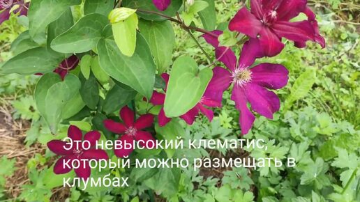 Клематис Стасик 🌸