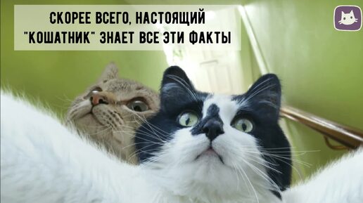 😺5 любопытных фактов о кошках