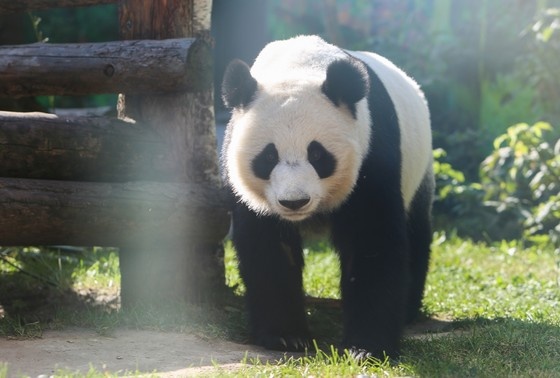    Панда Катюша