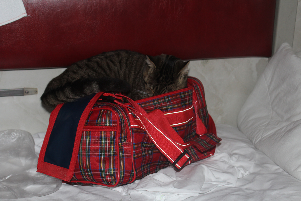 Шерик в поезде