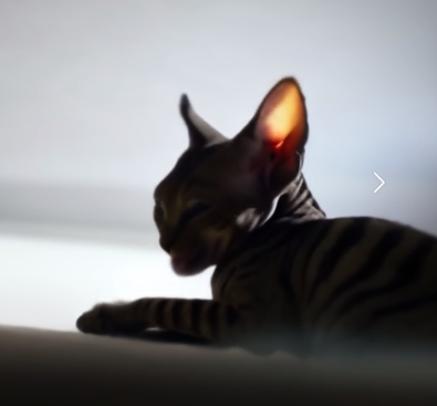 Канадский сфинкс