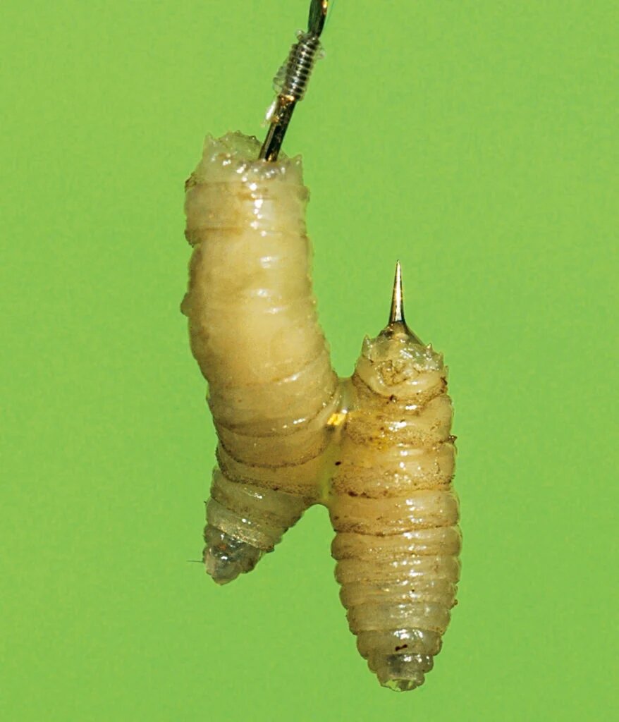 Если при наживке крючок больше не проходит сквозь опарыша, его следует заменить