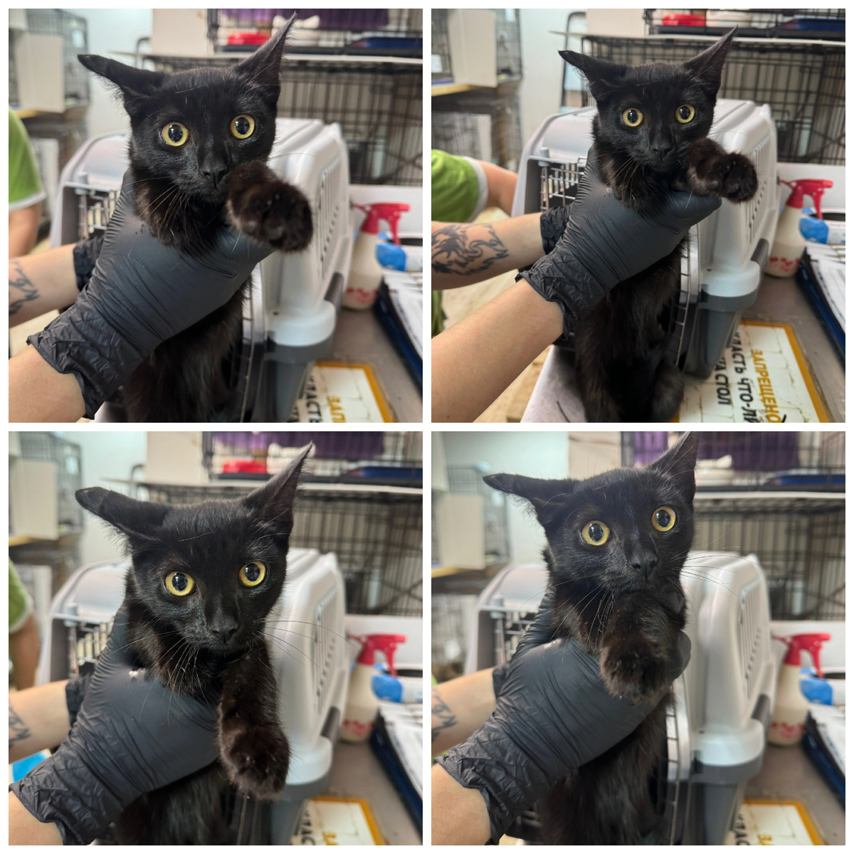 Малышка приехала с передержки.