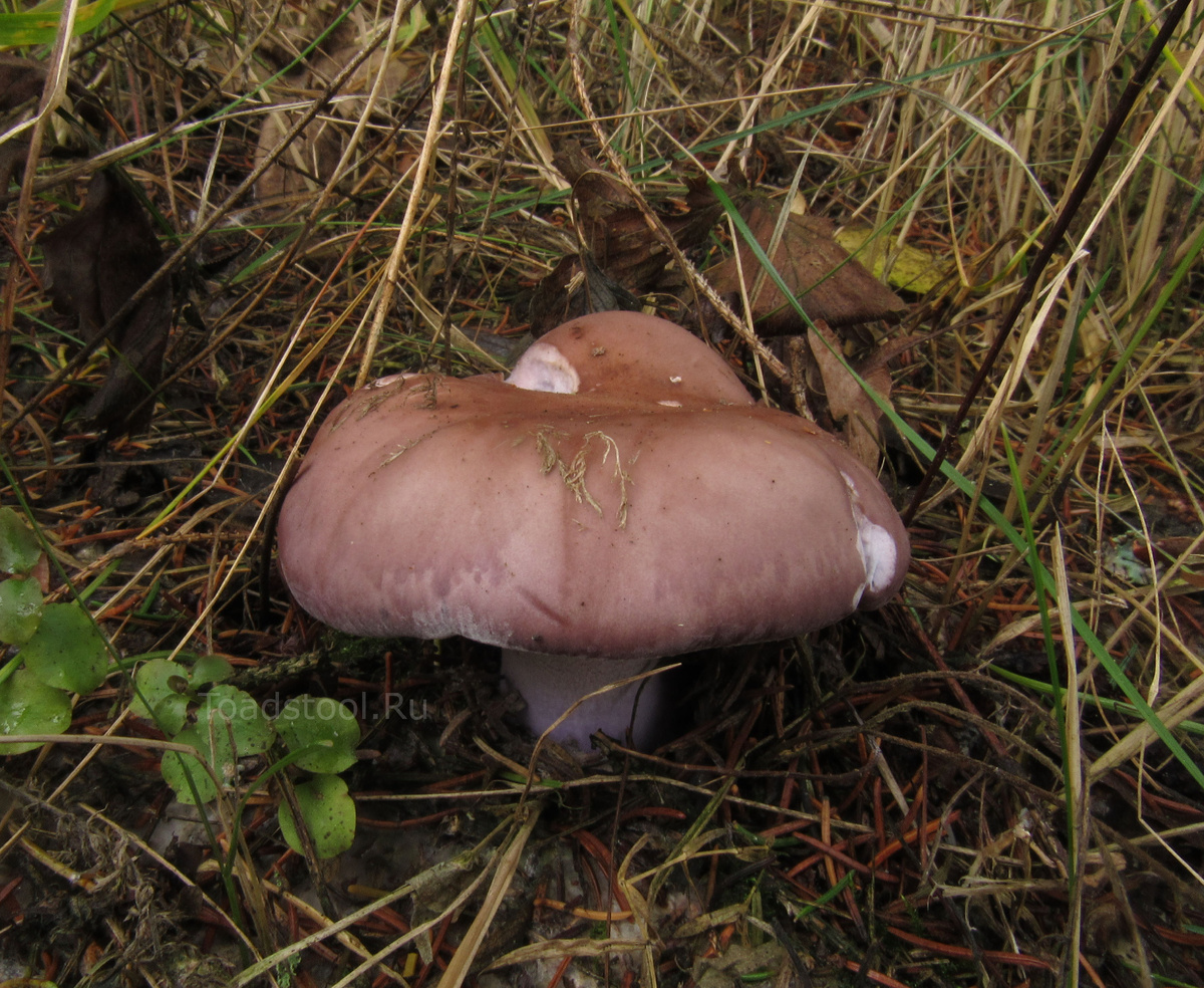 Сыроежка, правда?.. В конце октября? (фото И.Лебединского)