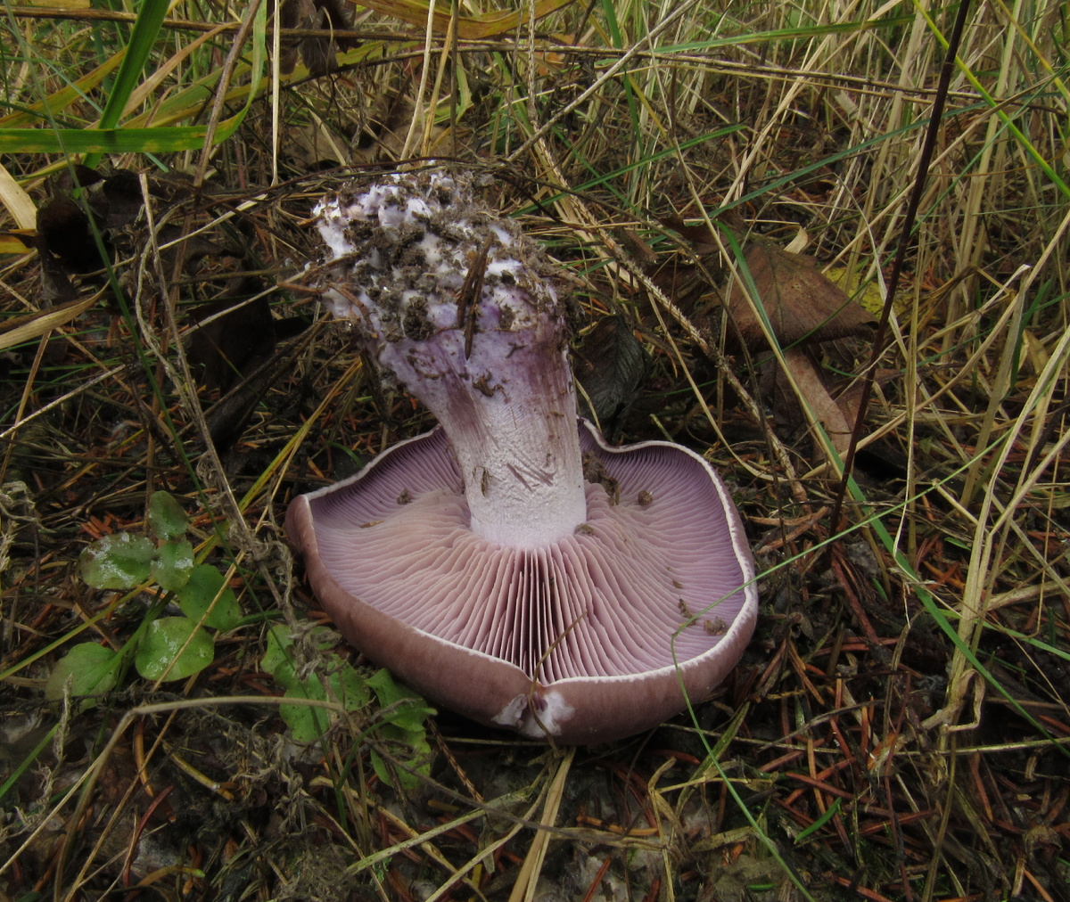 "Сыроежка" предсказуемо окаласб рядовкой фиолетовой (фото И.Лебединского)