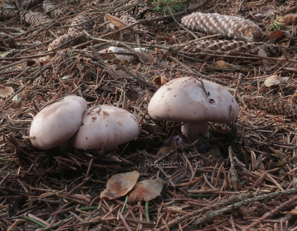 Лучшие "синички" для сбора - во всех смыслах (фото И.Лебединского)
