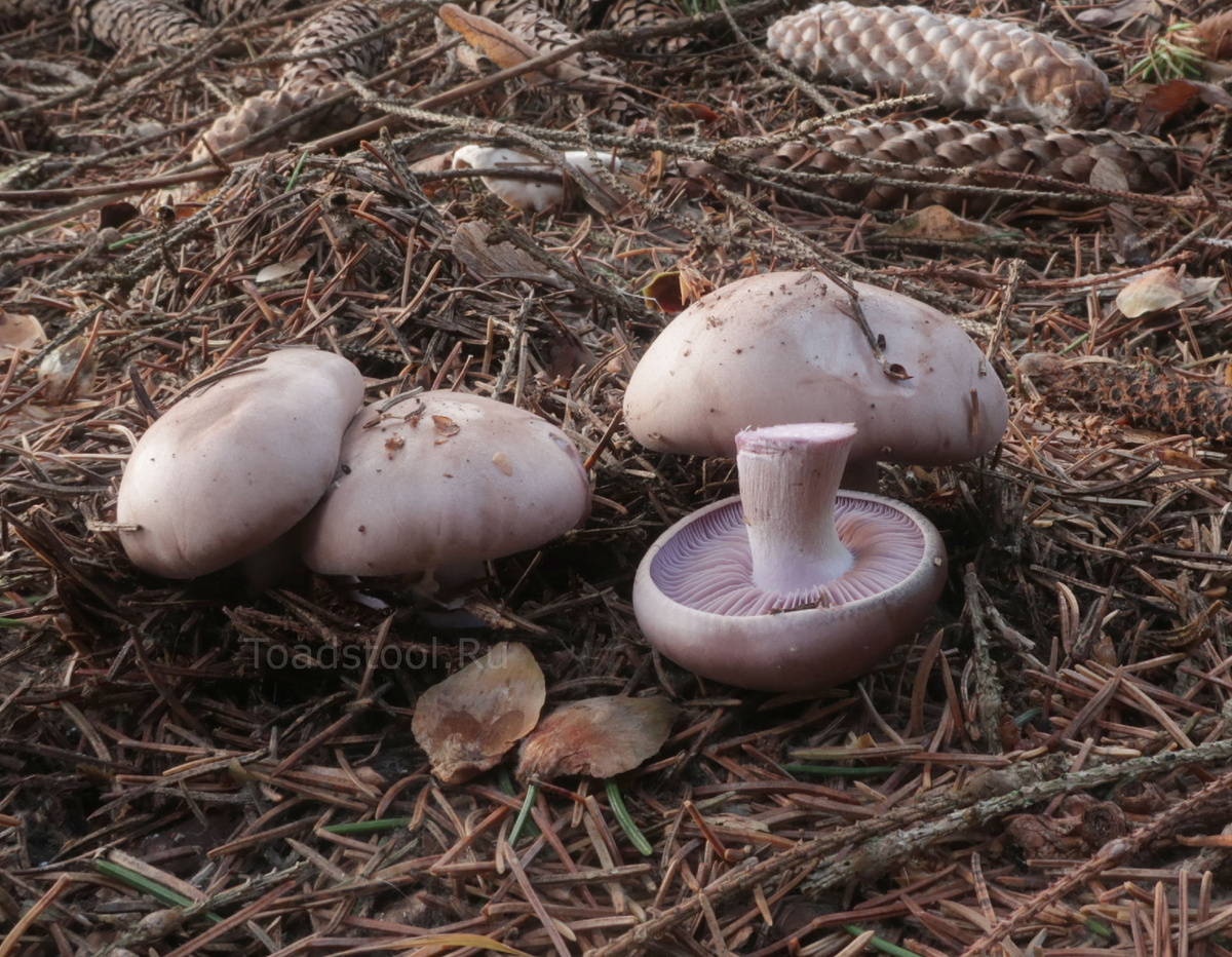 Червивых в это время года не бывает (фото И.Лебединского)