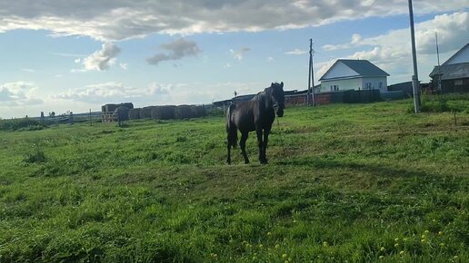 Если он есть, с ним можно выйти в поле в двоём🐎🤣 конь приспокойно себе пасётся посреди сибирской деревни, всем любви🙏💓✨