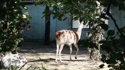 🦙Гуанако Молли осваивается в Московском зоопарке