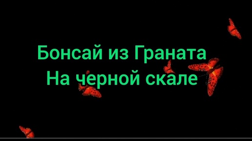 Бонсай из Граната на черной скале.