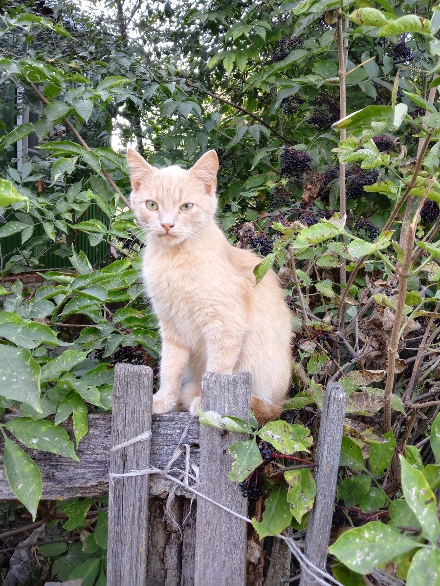 Котик из приграничья … 