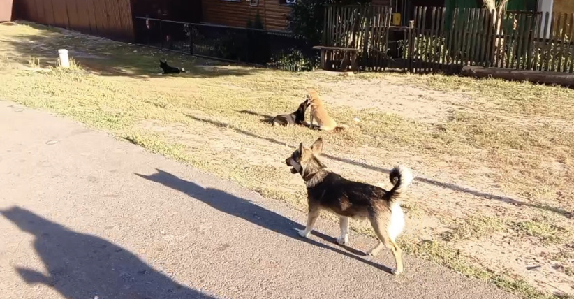 Собачки, брошенные в приграничном районе … 