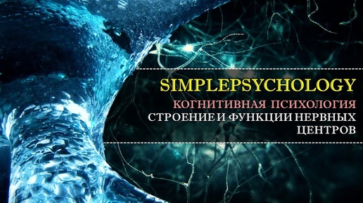 Когнитивная психология #17. Строение и функции нервного центра.