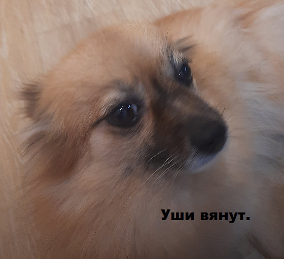 Ушей нет - завяли.)))