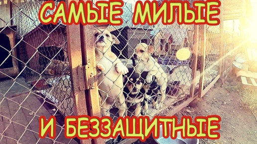 🐕🐈 Съездили в ПРИЮТ для БЕЗДОМНЫХ животных в Бресте. Помощь для брошенных СОБАК и КОШЕК