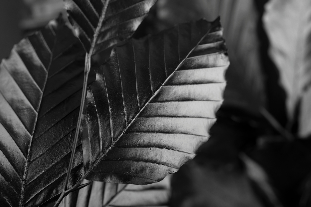 <a href="https://ru.freepik.com/free-photo/black-background-with-leaves-vegetation-texture_38662440.htm#fromView=search&page=1&position=24&uuid=0a7e3f9e-45a4-4572-ae4e-c8ca23bb9f6e">Изображение от freepik</a>