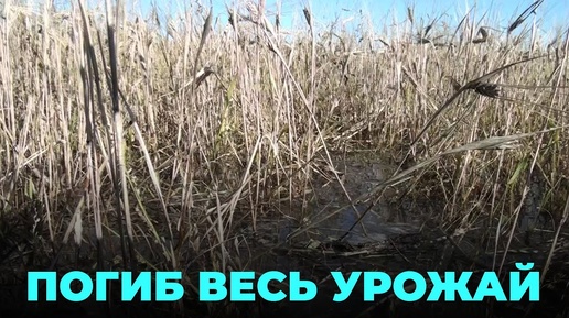 Режим ЧС: вода погубила урожай, аграрии не знают, что делать